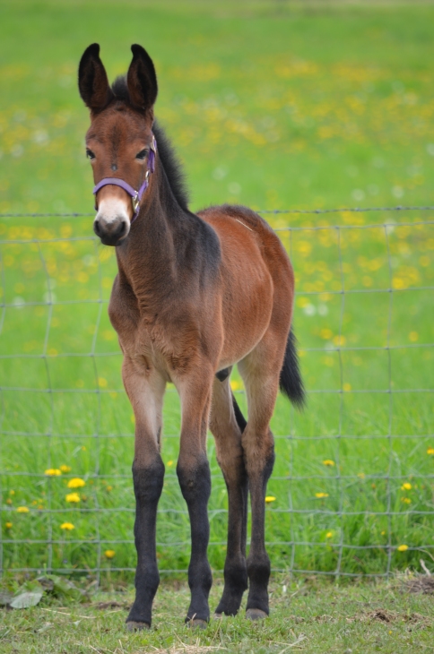 Baby Horse