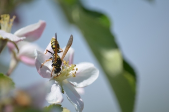 Wasp on Apple